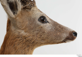 European roe deer head 0011.jpg